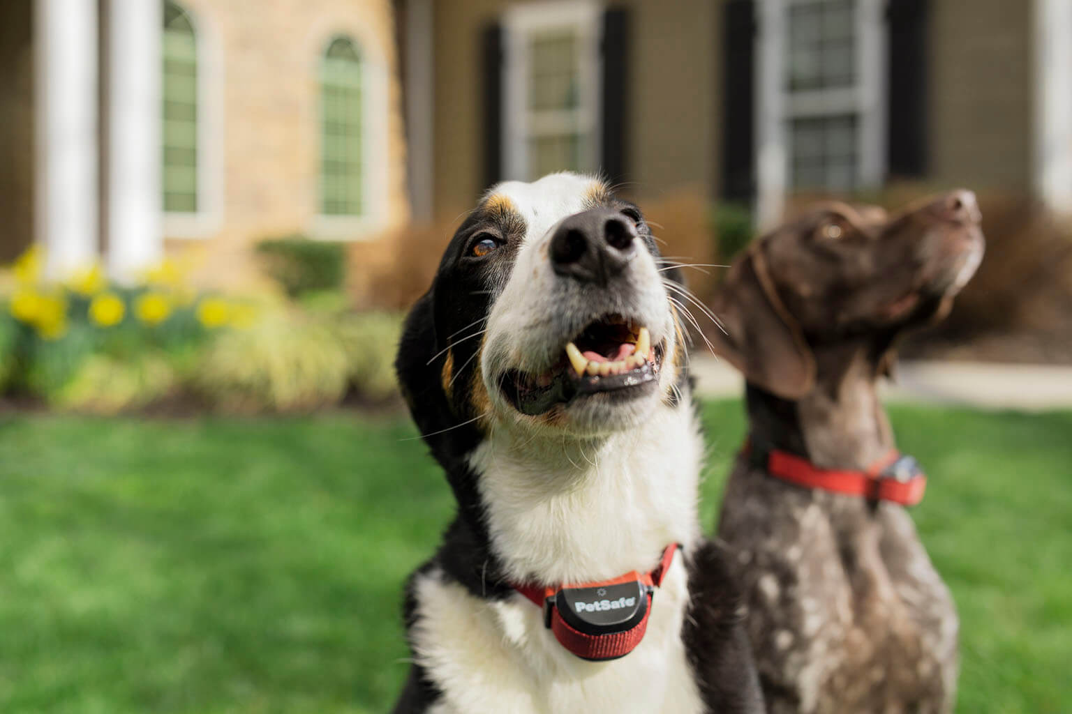 PetSafe Lifestyle Dogs on Lawn
