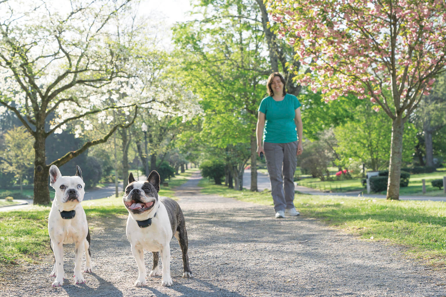 PetSafe Lifestyle Woman Walking with Dogs