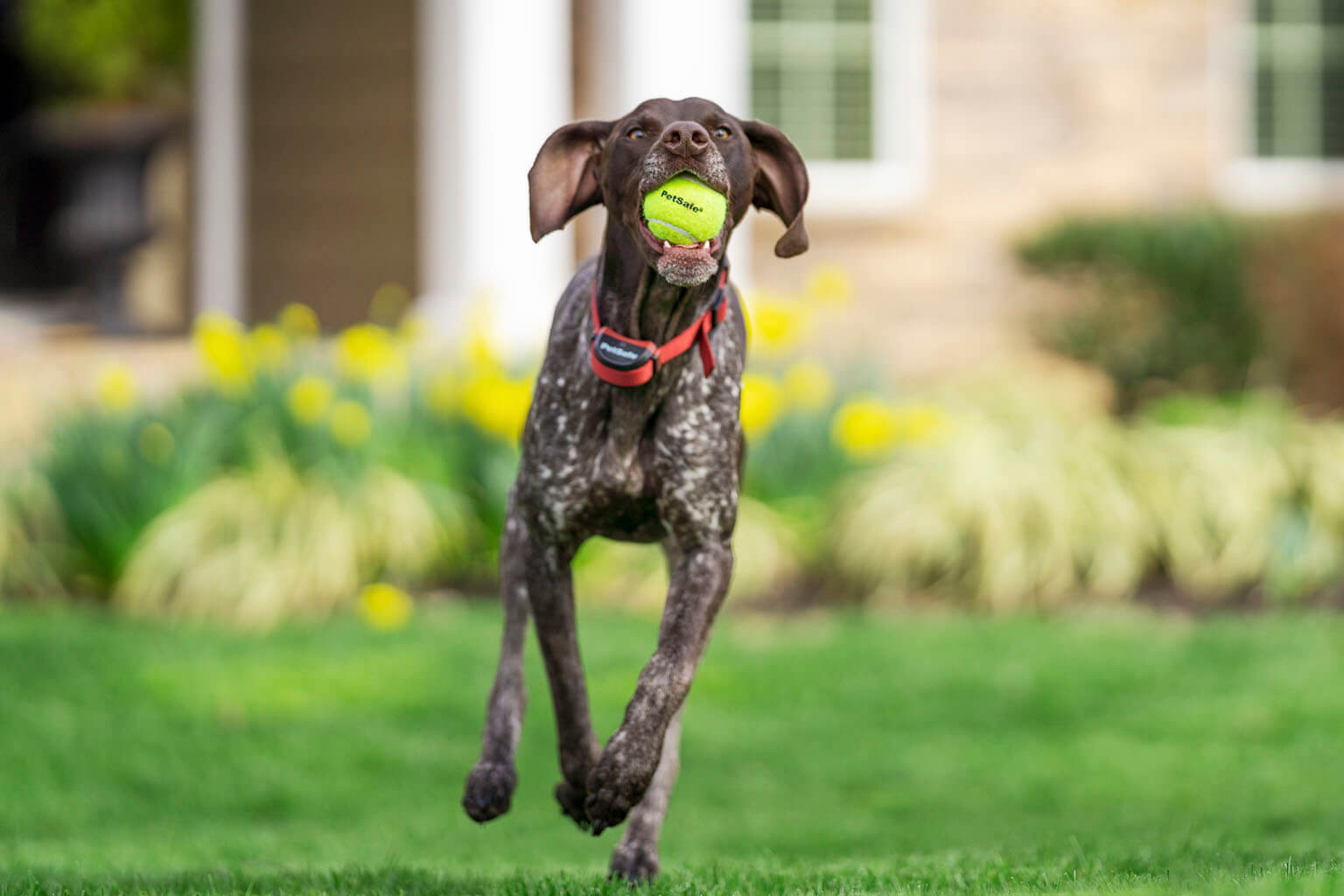 PetSafe Lifestyle Dog with Tennis Ball