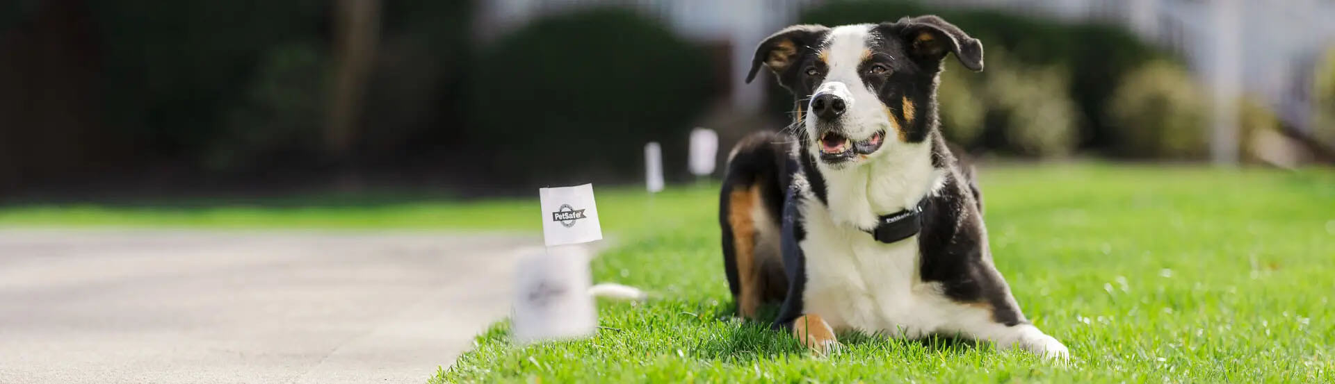 PetSafe Dog on Lawn