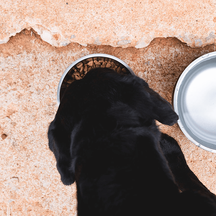 Dog drinking from a Yeti dog bowl